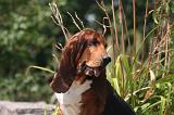 BASSET HOUND 151